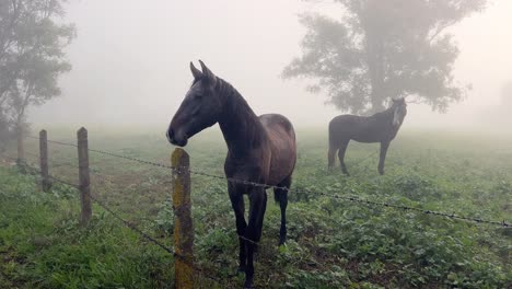 Ein-Paar-Pferde-Stehen-Auf-Einem-Taufrischen-Feld-Mit-Nebligem-Hintergrund