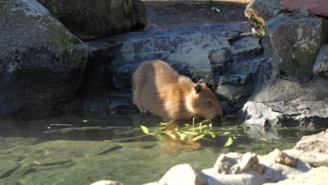 Gracioso-Animal-Capibara-Comiendo-Mientras-Se-Baña-En-El-Zoológico-Izu-Shaboten-En-Japón