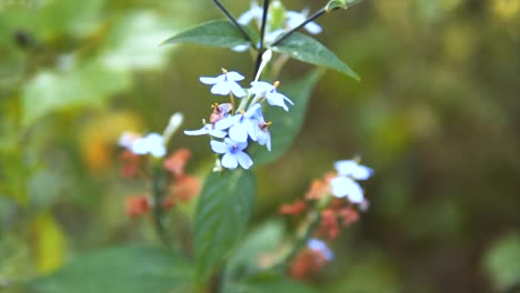 Beautiful-Detail-Shot-of-Tropical-Flora-with-Colorful-White-Flowers-eiyh-a-bokeh-background