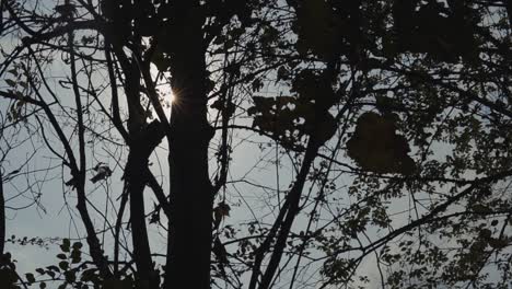 Zeitlupen-Detailaufnahme-Der-Von-Sonnenstrahlen-Beleuchteten-Baumsilhouette