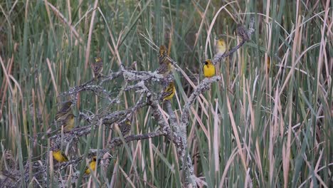 Group-of-different-weaver-birds-on-a-tree-branch-among-the-reeds
