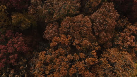 Lush-Forest-With-Colorful-Trees-In-Autumn,-Arkansas,-USA---Aerial-Top-Down