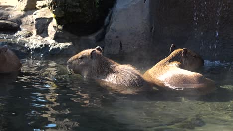 Berühmter-Capybara-Auf-Der-Izu-Halbinsel,-Der-Ein-Thermalbad-Nimmt