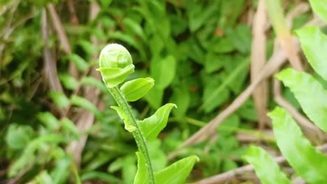 close-up-of-fern-plant-shoots