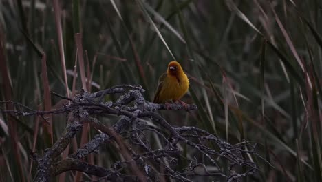 Small-yellow-Cape-Weaver-with-an-orange-head-nervously-sitting-on-a-branch-surrounded-by-reeds