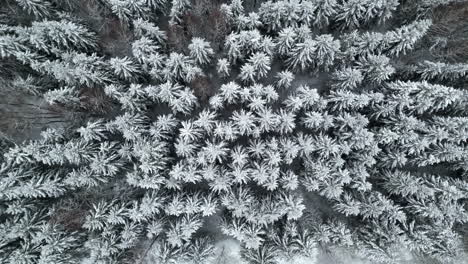 Dense-frozen-spruce-tree-forest-snowy-landscape-during-winter-weather,-drown-down-aerial