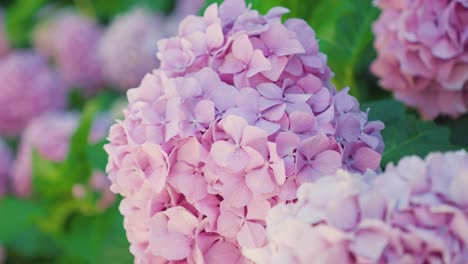 Vibrant-Hydrangea-Blooms-Close-up-view