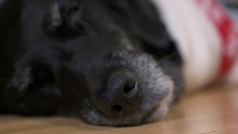A-narrow-focus-view-of-a-black-senior-labrador-breed-dog-sleeping-on-the-ground