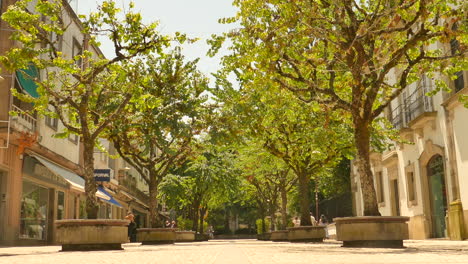 Bäume-Im-Stadtzentrum-Mit-Lokalen-Geschäften-Und-Boutiquen-An-Einem-Sonnigen-Tag-In-Braga,-Portugal