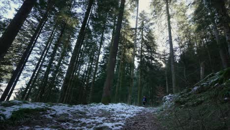 Wide-shot-of-hiker-in-the-distant-walking-in-dark-pine-forest-covered-in-snow