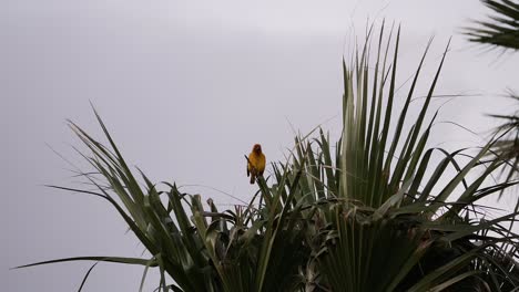 Yellow-Cape-Weaver-with-an-orange-head-sitting-in-a-palm-tree