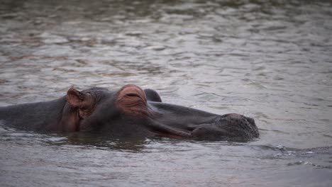 Sleepy-hippo-in-the-water-opens-and-closes-its-eyes-for-a-moment