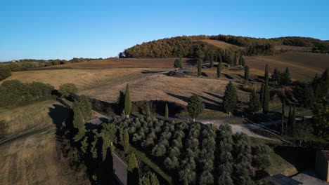Drone-push-in-above-small-olive-tree-orchard-at-bend-of-Tuscan-hillside-slopes