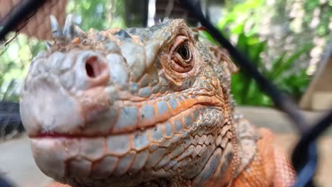 Iguana-in-a-wire-cage-in-a-reptile-sanctuary_close-up
