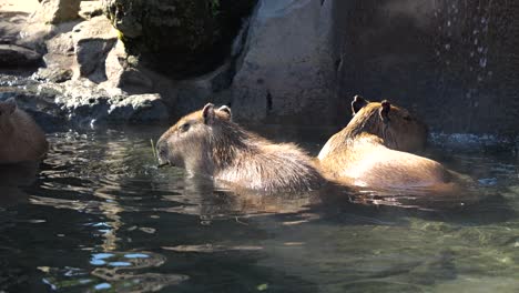 Grupo-De-Capibara-Tomando-Un-Baño-Termal-En-Un-Frío-Día-De-Invierno