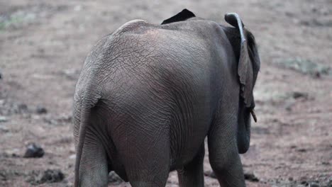 Afrikanisches-Savannenelefantenkalb-Beim-Wandern-Im-Aberdare-Nationalpark-In-Kenia
