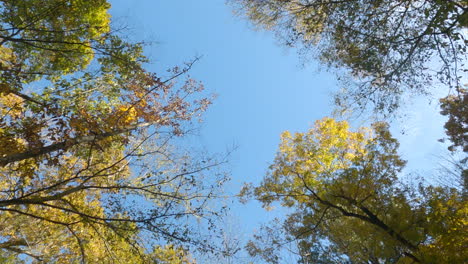 Looking-Up-On-Trees-With-Autumn-Leaves-Under-Blue-Sky-In-Daytime
