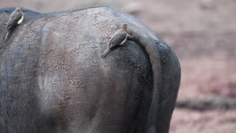 Rotschnabel-Madenhacker-Ernährt-Sich-Vom-Rücken-Eines-Kapbüffels-Im-Aberdare-Nationalpark,-Kenia