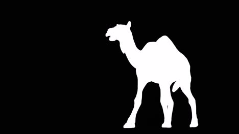 A-camel-walking-on-black-background-with-alpha-channel-included-at-the-end-of-the-video,-3D-animation,-perspective-view,-animated-animals,-seamless-loop-animation