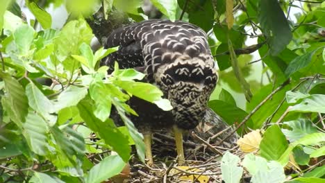 the-crested-serpent-eagle-is-scavening-for-leftover-food-in-its-nest