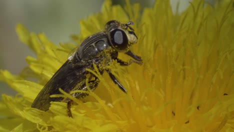 Fruchtfliege-Auf-Einem-Gelben-Löwenzahn-In-Diesem-Erstaunlichen-Super-Makro-Video,-Das-Ihren-Mit-Pollen-Bedeckten-Körper-Und-Die-Zarten-Bewegungen-Von-Beinen-Und-Zunge-Zeigt
