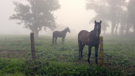 Horses-grazing-silently-in-a-very-foggy-meadow-just-before-sunrise