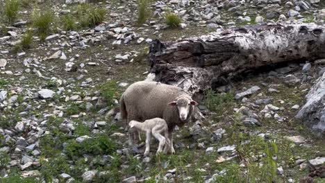 On-the-hills-kasmiri-merino-sheep-mother-and-her-young-are-eating-small-grass