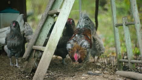 Delve-into-the-scene-of-contented-chickens-in-a-cozy-coop