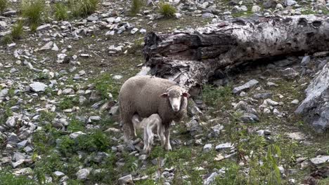 On-the-hills-kasmiri-merino-sheep-are-facing-the-camera-and-there-are-lots-of-small-bushes-around