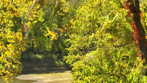 Sonnige-Herbstbäume-Am-Flusswald-Im-Twin-Bridges-Park,-Arkansas,-USA