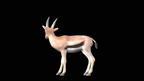 Eine-Herumschauende-Gazelle-Auf-Schwarzem-Hintergrund-Mit-Alphakanal-Am-Ende-Des-Videos,-3D-Animation,-Seitenansicht,-Animierte-Tiere,-Nahtlose-Schleifenanimation