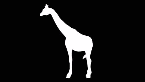 Eine-Untätig-Stehende-Giraffe-Auf-Schwarzem-Hintergrund-Mit-Alphakanal-Am-Ende-Des-Videos,-3D-Animation,-Seitenansicht,-Animierte-Tiere,-Nahtlose-Schleifenanimation