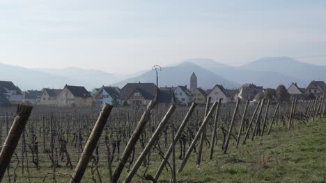 Vineyard-outside-the-french-village-of-Kaysersberg,-near-the-german-border,-mountainscape-background