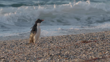 Fiordland-Crested-Penguin-Shake-Its-Body-To-Remove-Water-From-Its-Feathers-After-Bathing-In-New-Zealand