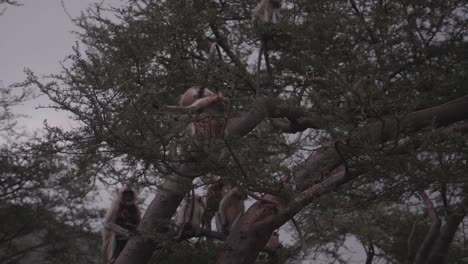 Entre-Las-Ramas-Frondosas-Un-Grupo-De-Monos-Enérgicos-Juegan-En-Los-árboles