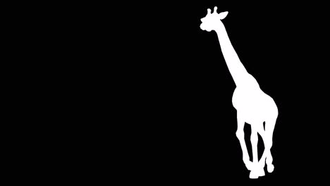 Eine-Auf-Schwarzem-Hintergrund-Laufende-Giraffe-Mit-Alphakanal-Am-Ende-Des-Videos,-3D-Animation,-Perspektivische-Ansicht,-Animierte-Tiere,-Nahtlose-Schleifenanimation
