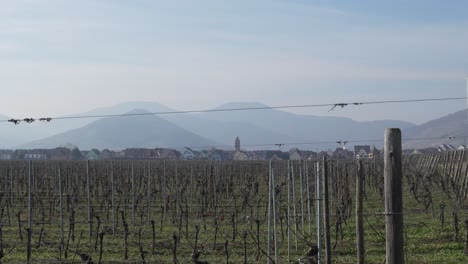 Slow-motion-vineyard-landscape-view-with-kaysersberg-village-in-the-background