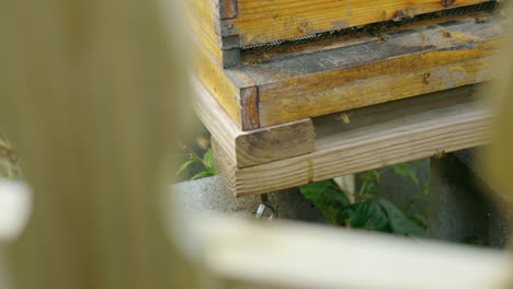 Fleißige-Bienen-Arbeiten-Durch-Einen-Lattenzaun