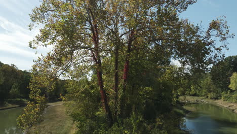 Baum-Mit-Dichtem-Laub-Im-Flussbach-Von-Twin-Bridges-Park,-Arkansas,-Vereinigte-Staaten