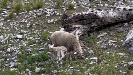 On-the-hills,-kasmiri-merino-sheep-and-their-young-are-playing-and-looking-at-the-camera