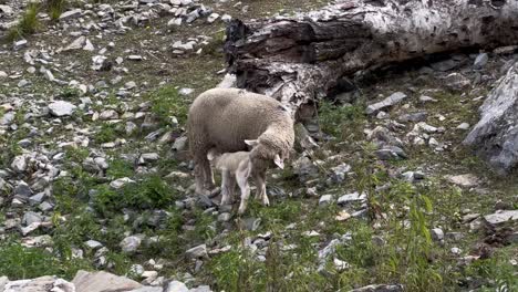 Kasmiri-Merino-Schafe:-Ein-Schaf-Trinkt-Die-Milch-Seiner-Mutter