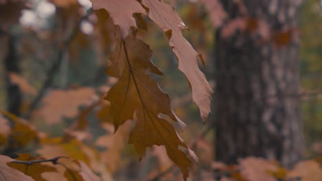 Orange-deciduous-leaves-of-a-forest.-detail-shot
