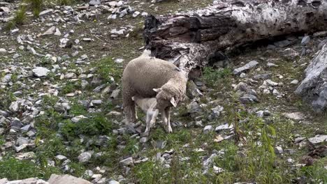 Kasmiri-Merino-Schafe-Spielen-Mit-Ihren-Jungen