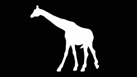 A-giraffe-walking-on-black-background-with-alpha-channel-included-at-the-end-of-the-video,-3D-animation,-side-view,-animated-animals,-seamless-loop-animation