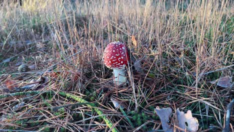 Mushroom-or-toadstool-red-with-white-spots