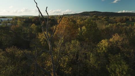 Getrocknete-Pflanzenzweige-Isoliert-über-Dem-Herbstwald-Im-Combs-Park,-Arkansas,-USA