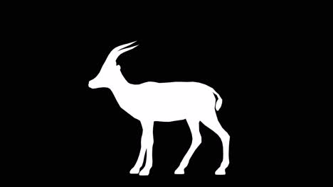A-gazelle-eating-looking-around-on-black-background-with-alpha-channel-included-at-the-end-of-the-video,-3D-animation,-side-view,-animated-animals,-seamless-loop-animation