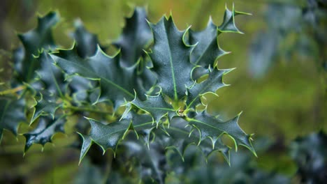 Christmas-leaves-pointed-green-holly-leaves.
