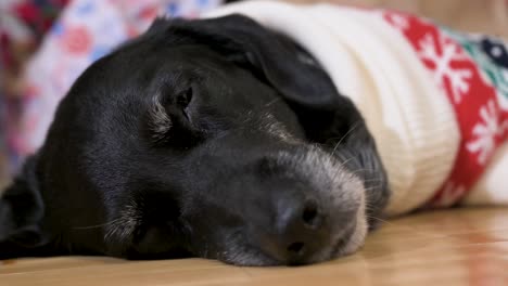 A-narrow-focus-view-of-a-sleepy-black-senior-labrador-dog-lying-on-the-ground