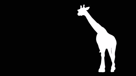 A-giraffe-walking-on-black-background-with-alpha-channel-included-at-the-end-of-the-video,-3D-animation,-perspective-view,-animated-animals,-seamless-loop-animation